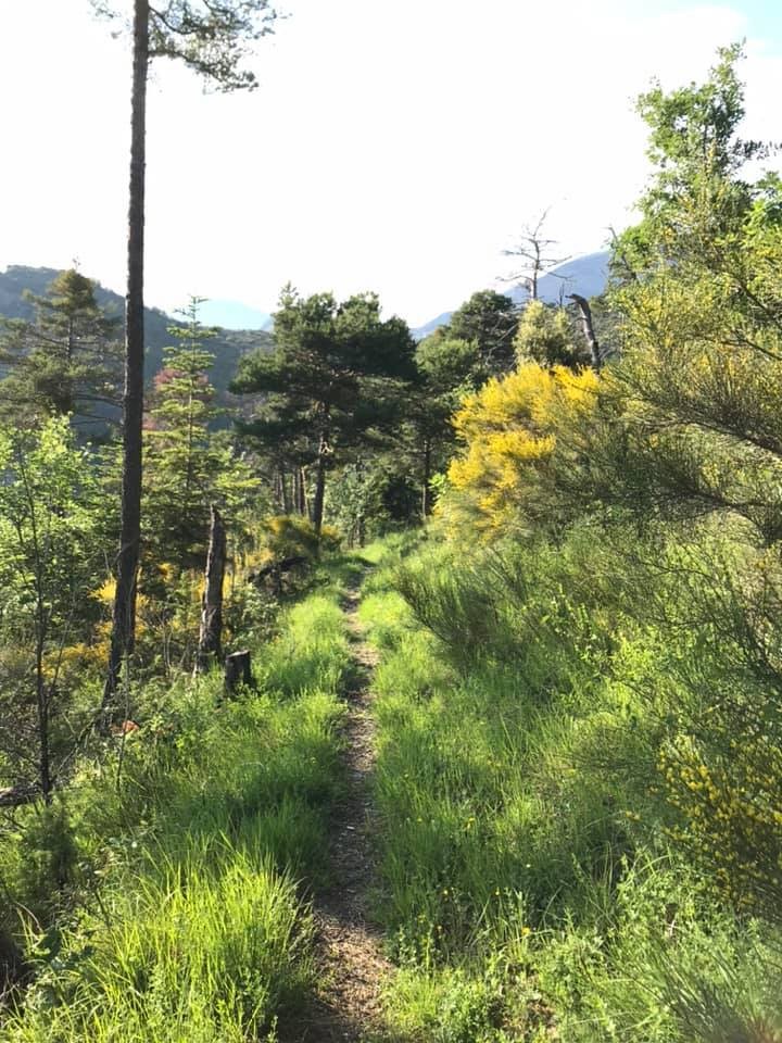 Sentier dans les bois