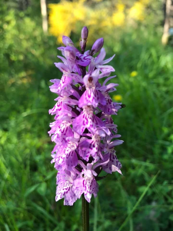 Orchidée sauvage