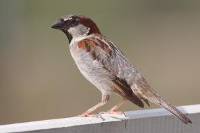 Moineau domestique