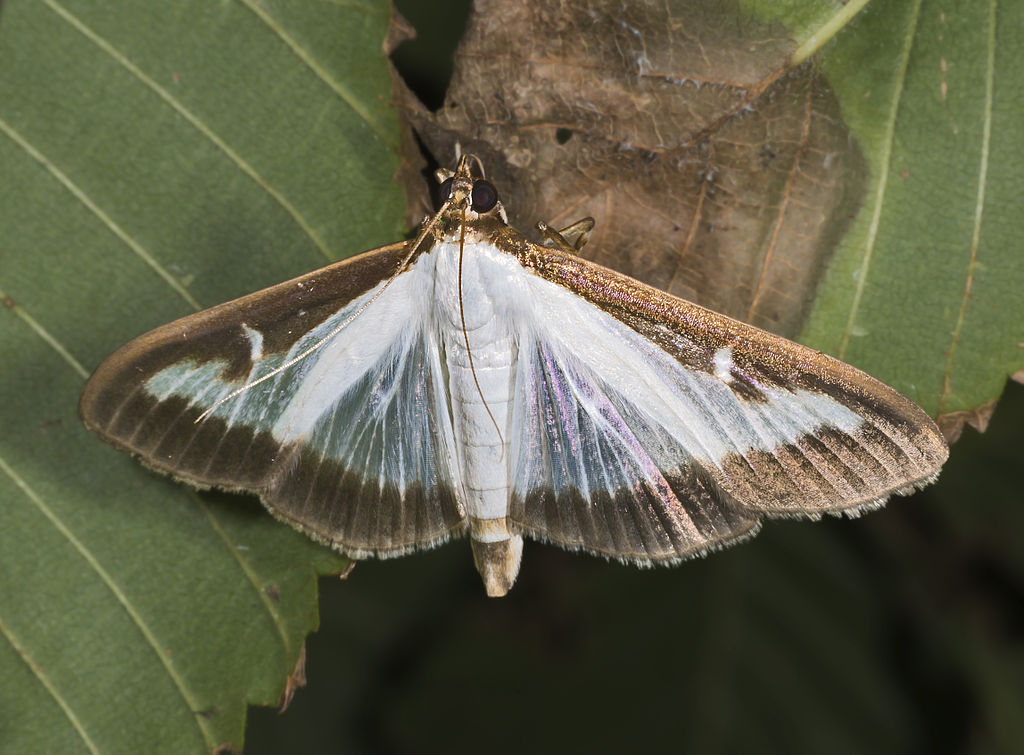 Pyrale papillon