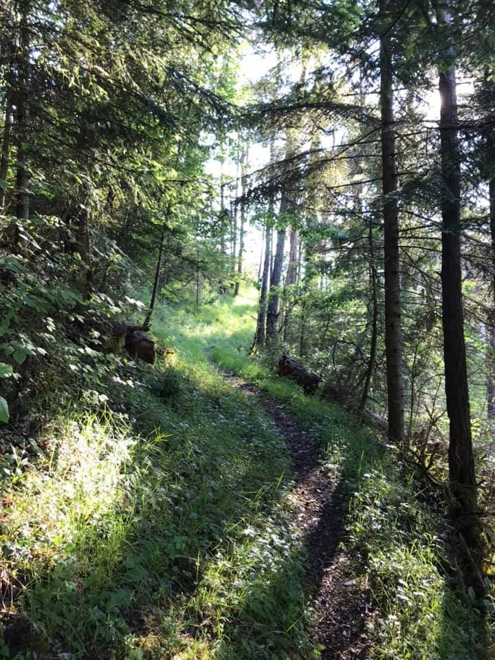 Sentier dans les bois