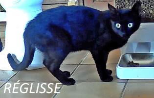 26 06 11 reglisse 1