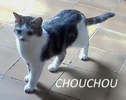 26 06 21 chouchou 1