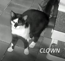 26 06 21 clown 1