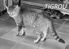 26 06 21 tigrou 1