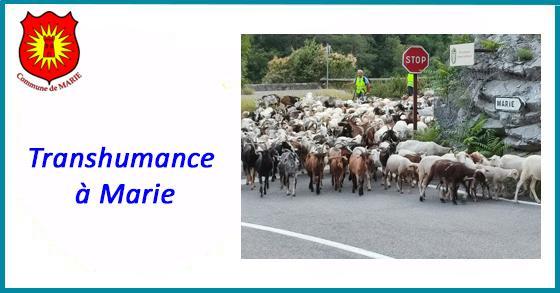 Facebook transhumance